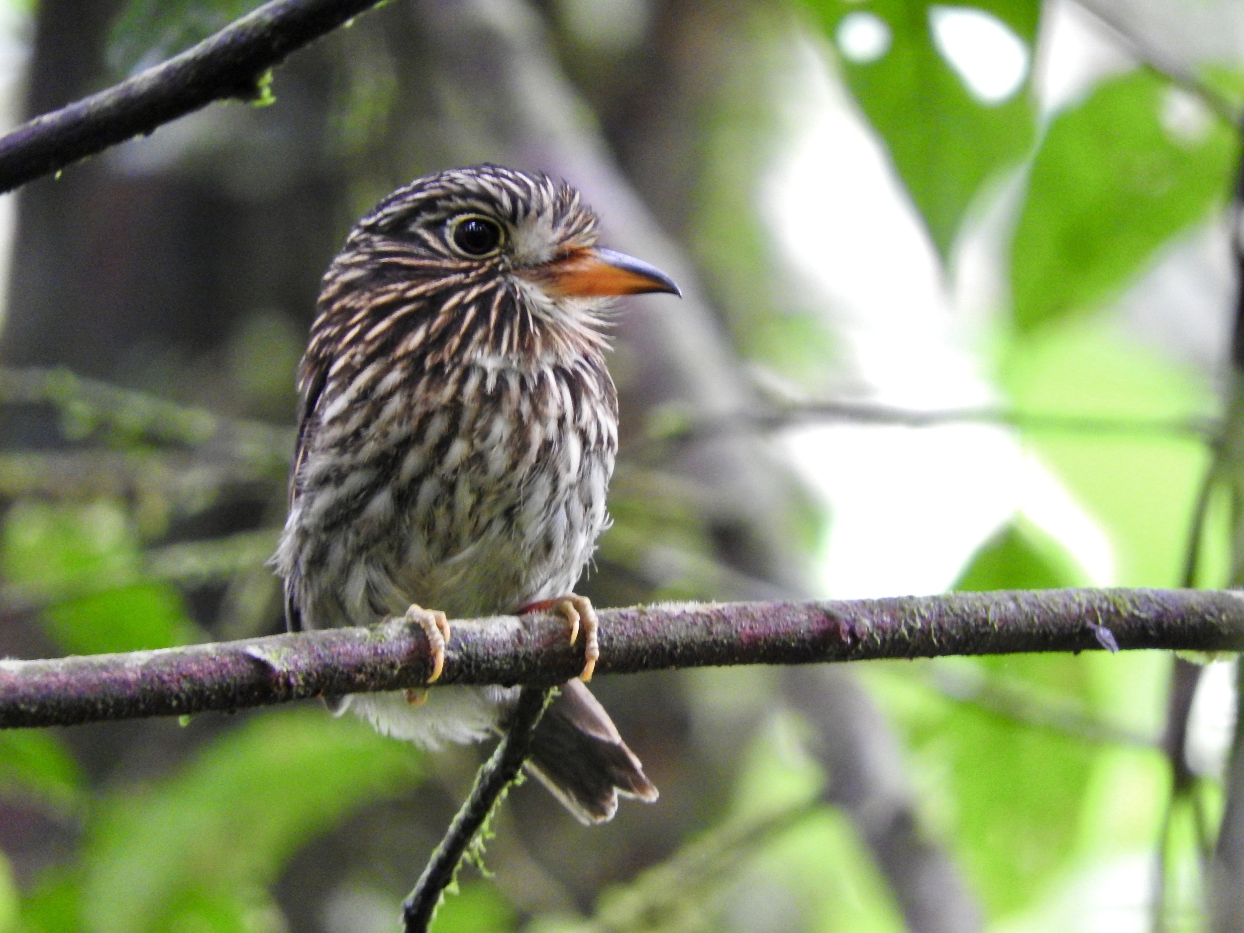 Wildlife in Nelliyampathi